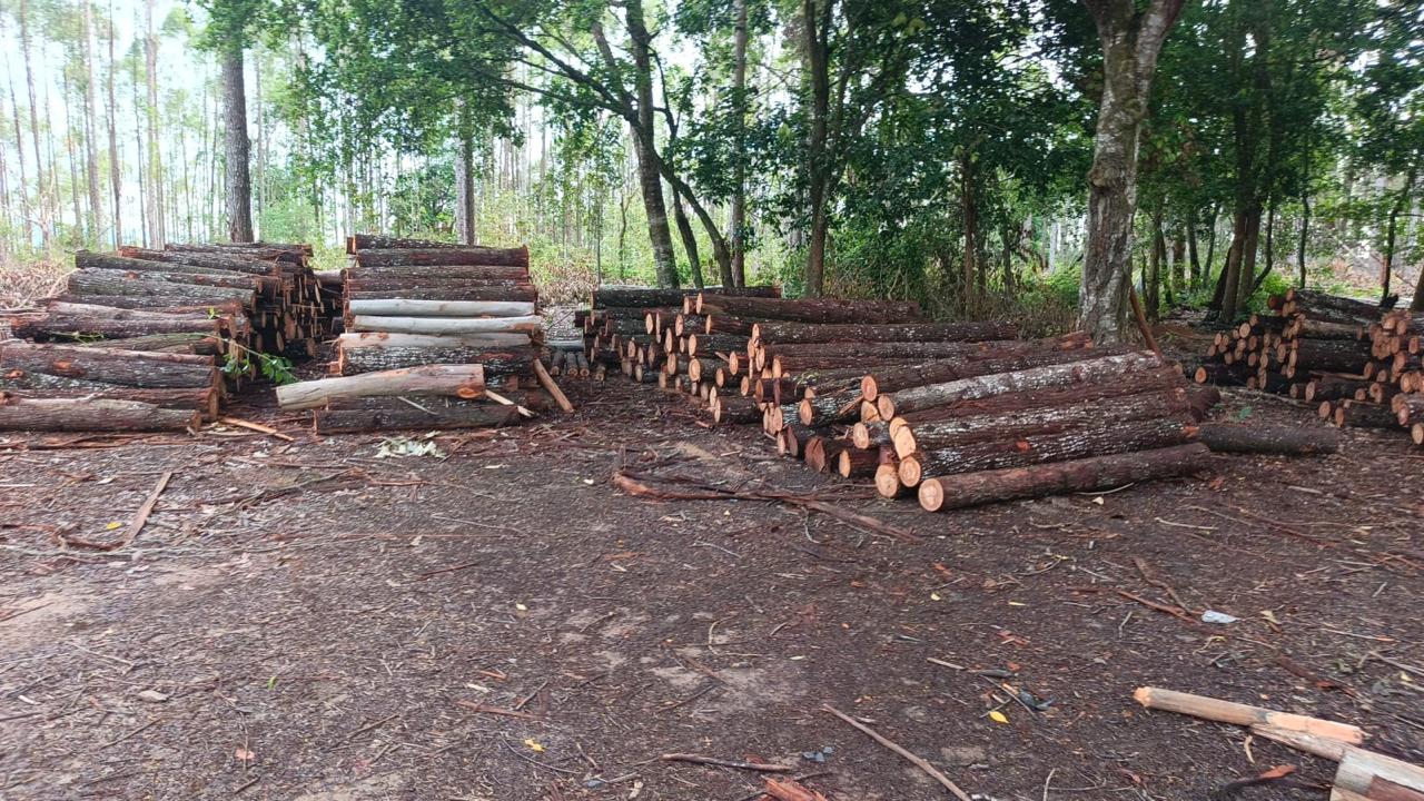 Carbón vegetal producido en campo